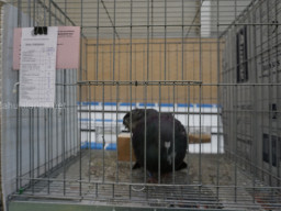 XIV Concurso Exposición de Palomas de Raza en Mula 2024